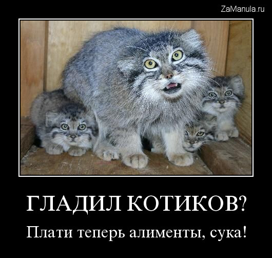 Гладил котиков? Гладил котиков?