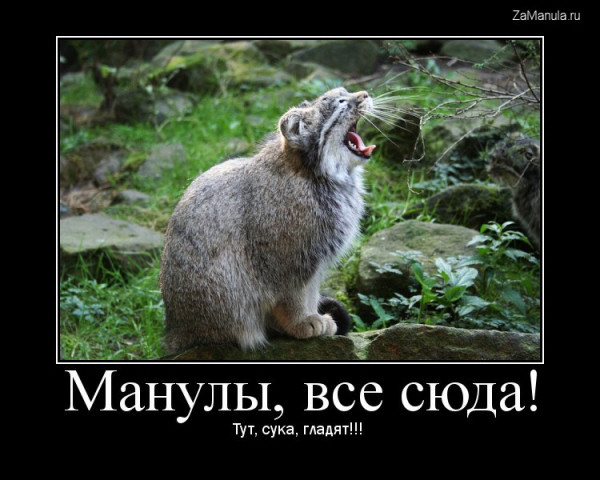 Манулы, все сюда!