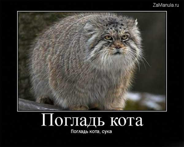 Погладь кота Погладь кота