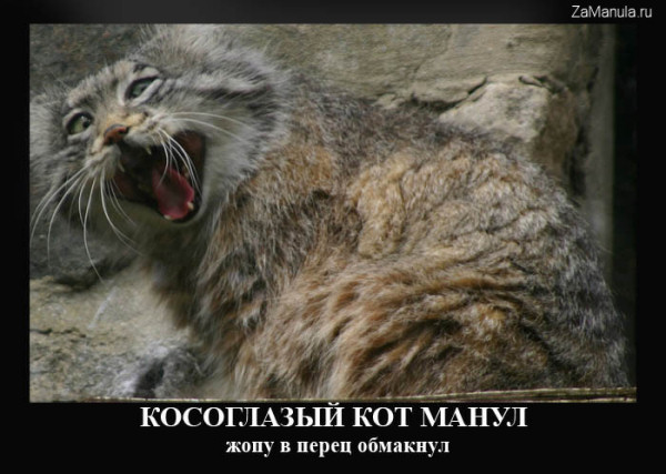 Косоглазый кот манул Косоглазый кот манул