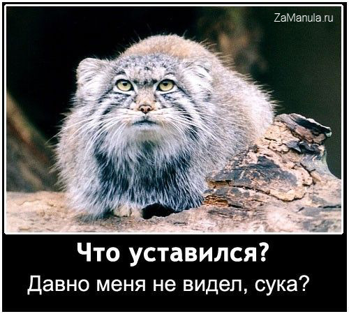 Что уставился?