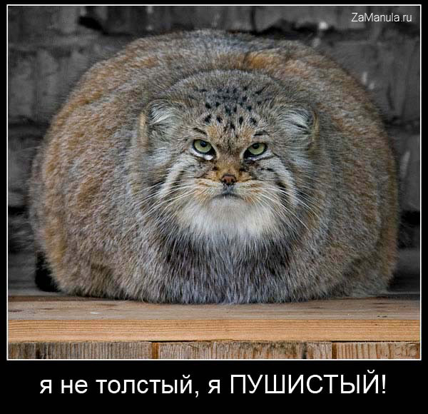 Я не толстый, я пушистый! Я не толстый, я пушистый!