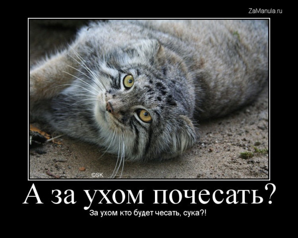 А за ухом почесать? А за ухом почесать?