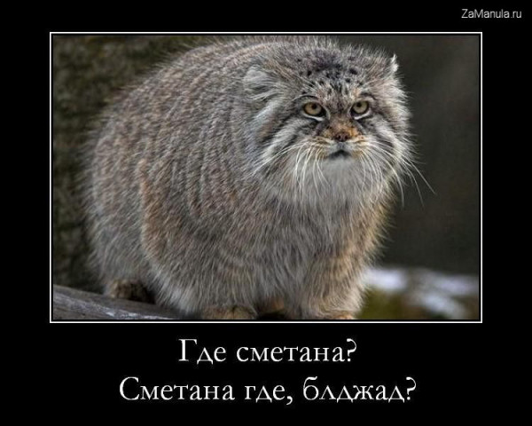 Где сметана? Где сметана?