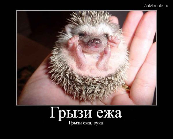 Грызи ежа