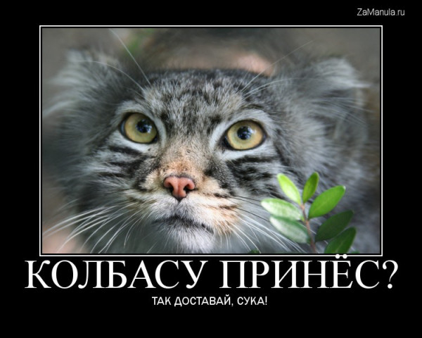 Колбасу принес? Колбасу принес?