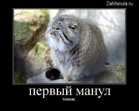Первый манул Первый манул