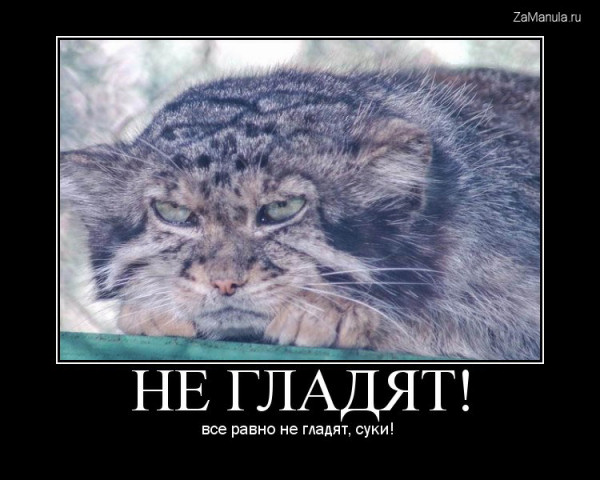 Не гладят! Не гладят!