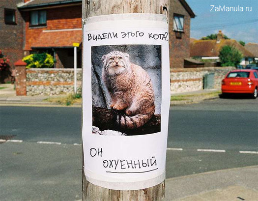 Видели этого кота? Видели этого кота?