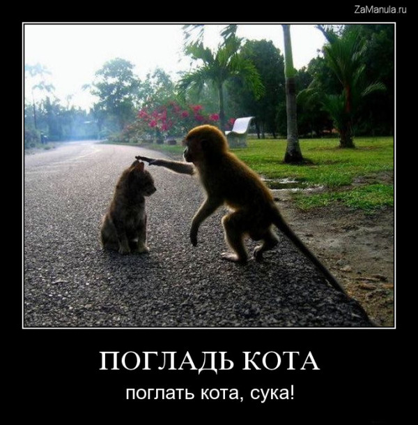 Погладь кота Погладь кота