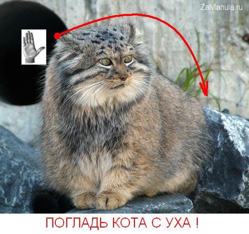 Погладь кота с уха! Погладь кота с уха!