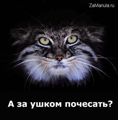 А за ушком почесать? А за ушком почесать?