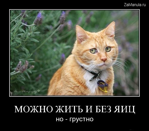 Можно жить и без яиц Можно жить и без яиц