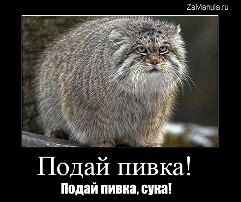 Подай пивка! Подай пивка!