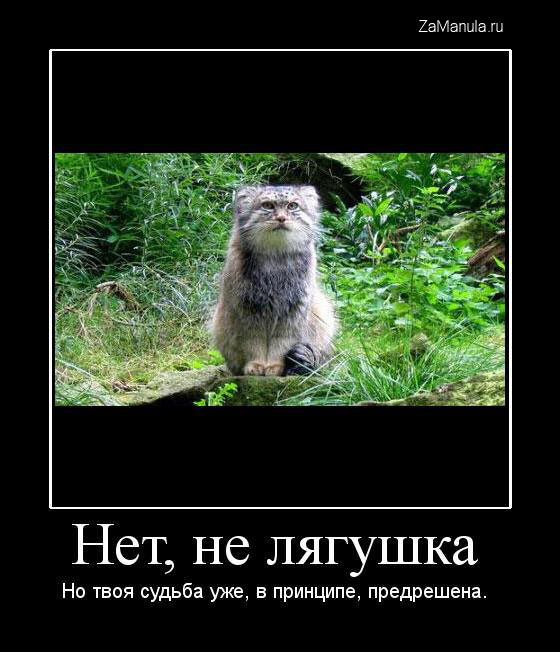 Нет, не лягушка Нет, не лягушка