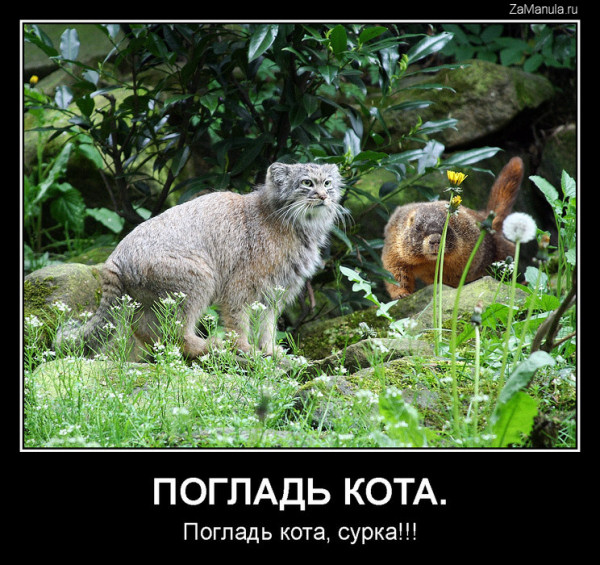 Погладь кота Погладь кота