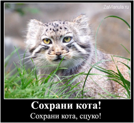 Сохрани кота! Сохрани кота!