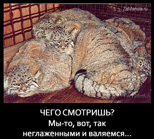 Чего смотришь? Чего смотришь?