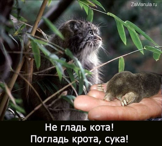 Не гладь кота! Не гладь кота!