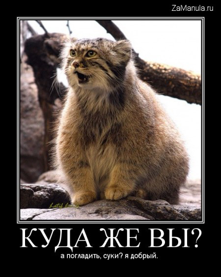 Куда же вы? Куда же вы?