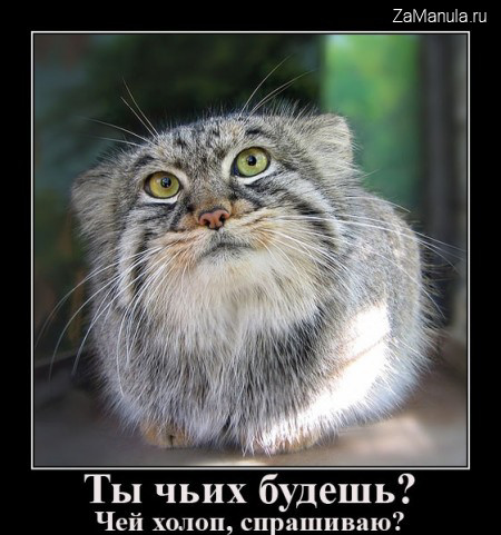 Ты чьих будешь? Ты чьих будешь?
