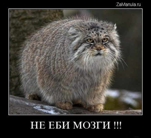 Не е*и мозги!!! Не е*и мозги!!!