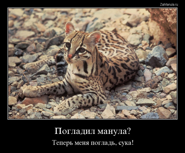 Погладил манула?