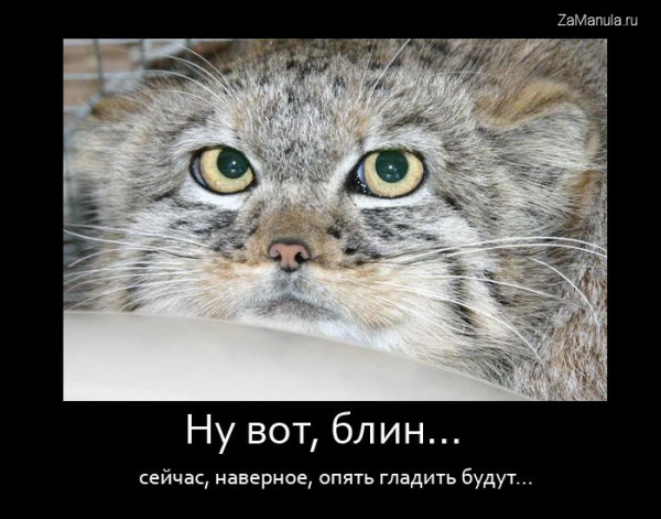 Ну вот, блин... Ну вот, блин...