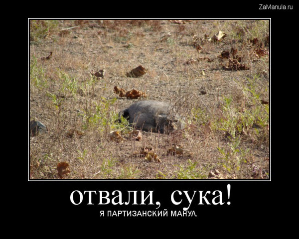 Я партизанский манул Я партизанский манул