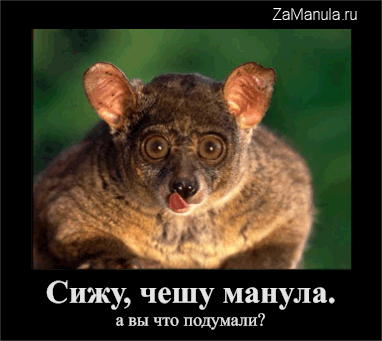 Сижу, чешу манула Сижу, чешу манула