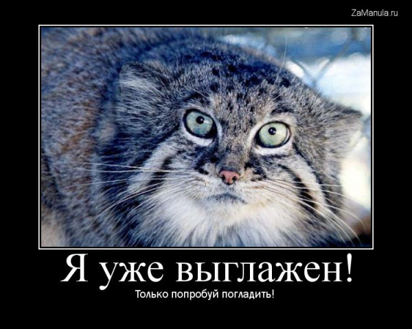 Я уже выглажен! Я уже выглажен!
