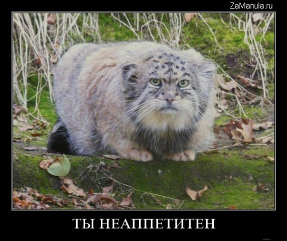 Ты неаппетитен Ты неаппетитен