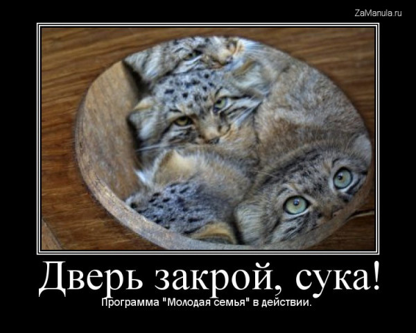 "Молодая семья" "Молодая семья"