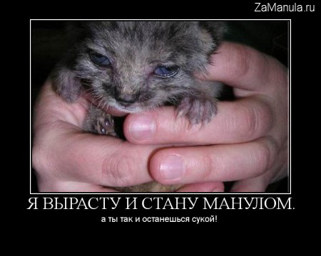 Я вырасту и стану манулом Я вырасту и стану манулом