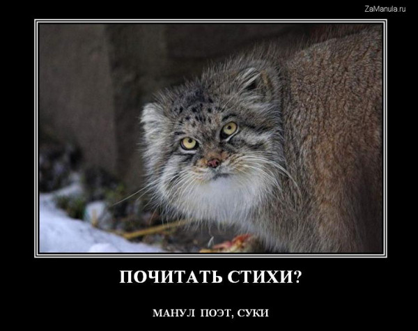 Манул поэт Манул поэт