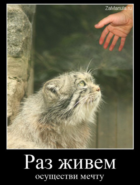 Осуществи мечту Осуществи мечту