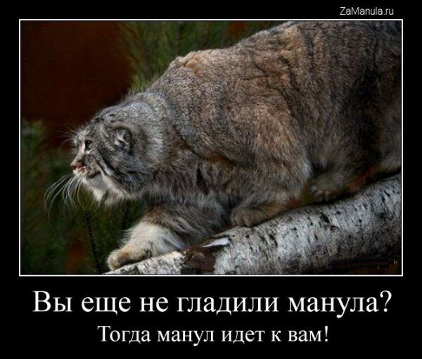 Вы еще не гладили манула? Вы еще не гладили манула?