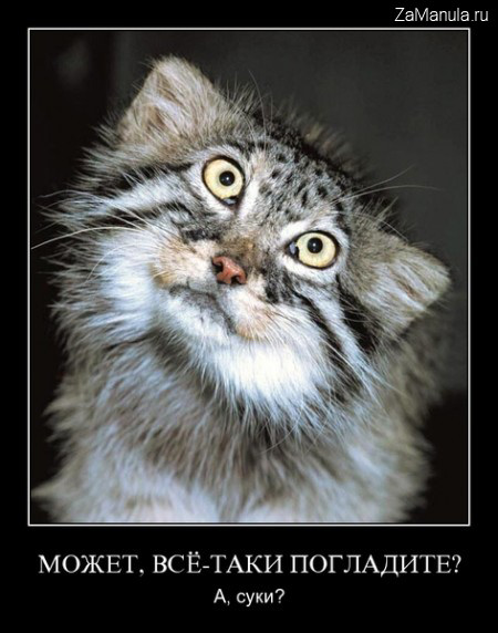 Может, все-таки погладите? Может, все-таки погладите?