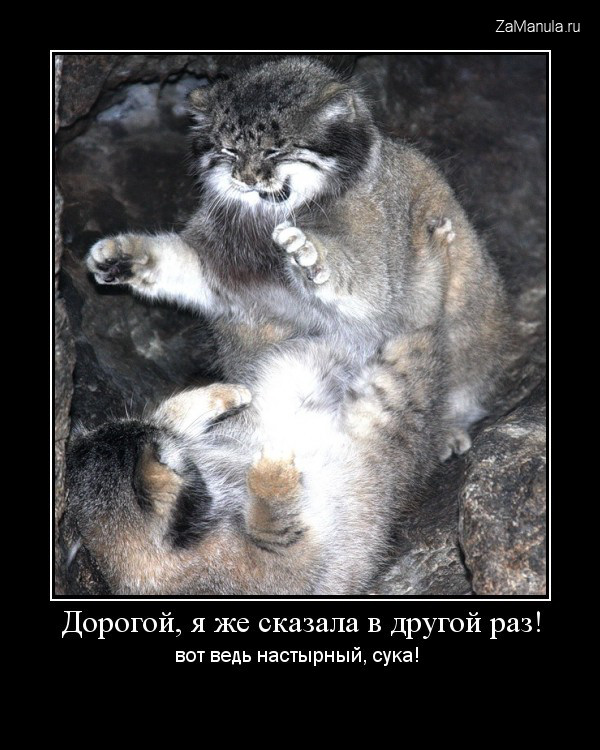Вот ведь настырный Вот ведь настырный