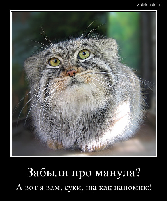 Забыли про манула?