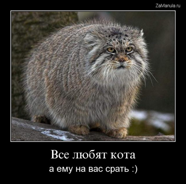Все любят кота Все любят кота
