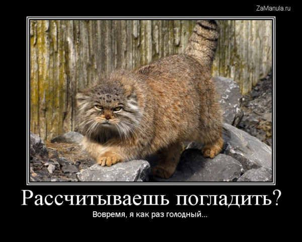 Рассчитываешь погладить? Рассчитываешь погладить?