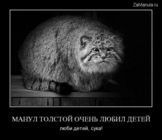 Манул Толстой Манул Толстой