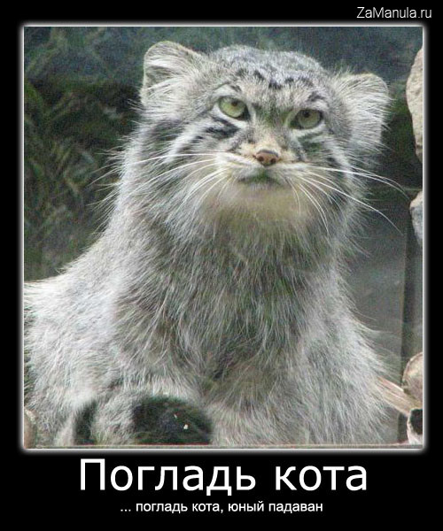 Погладь кота, юный падаван! Погладь кота, юный падаван!