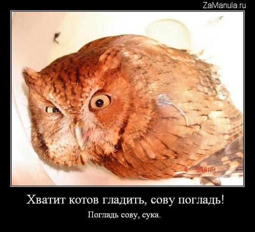 Погладь сову! Погладь сову!