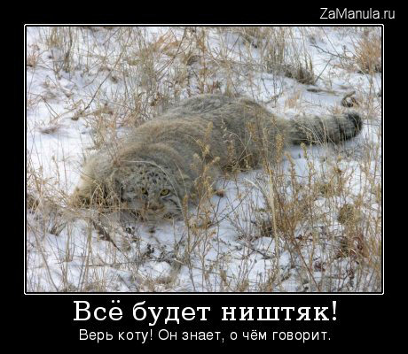 Верь коту Верь коту