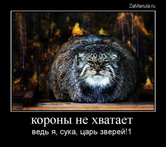 Царь зверей Царь зверей