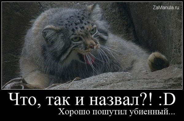 Что, так и назвал?! Что, так и назвал?!
