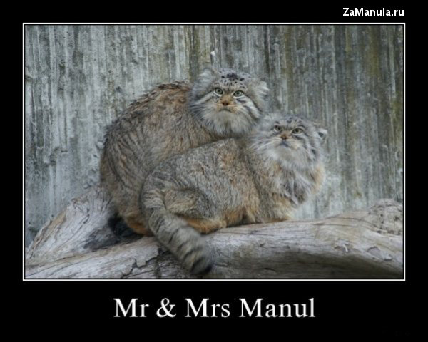 Mr & Mrs Manul Mr & Mrs Manul