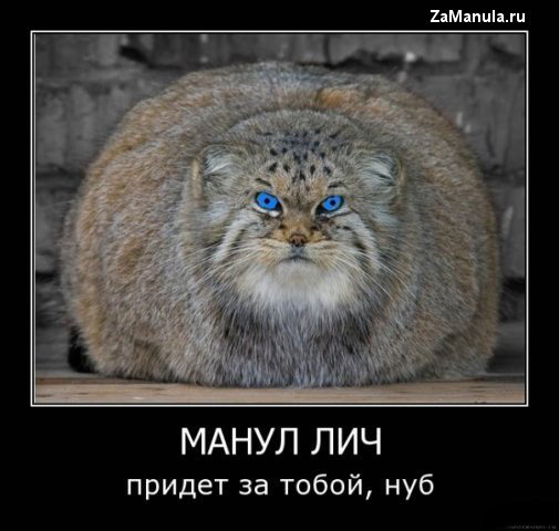 Манул лич Манул лич
